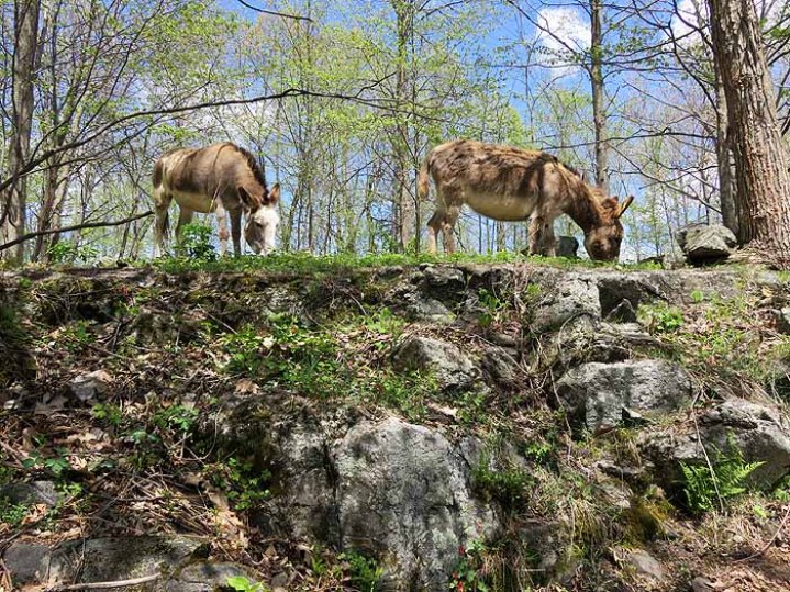 When we first got the donkeys we thought we were going to have to make pathways so they wouldn't fall off the rocky hillside. Ha!