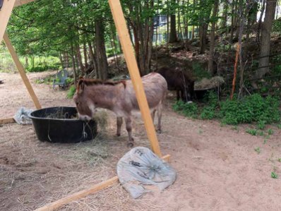 It has been so hot that the donkeys appreciate their food being delivered to the shade.