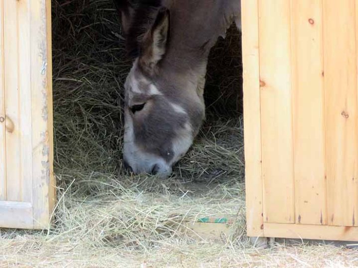 Darby loved having the hay barn to herself.