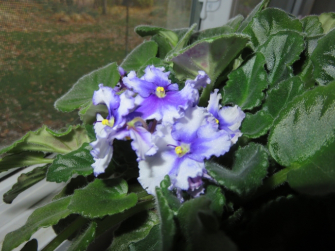 Bloom on violets!
