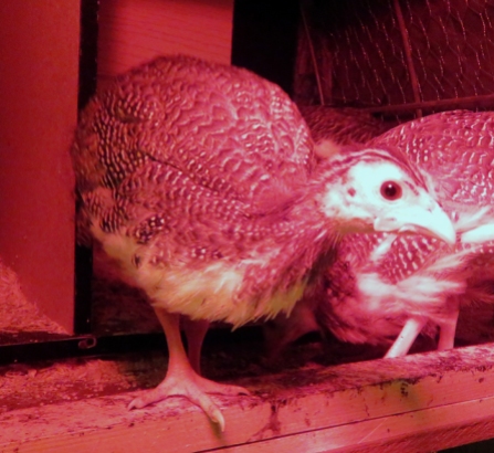 Looking beady eyed in the red heat lamp glow.